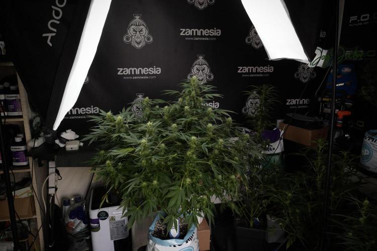 GMO Cookies Served with extra curiosity. Week 9 - GMO Cookies 