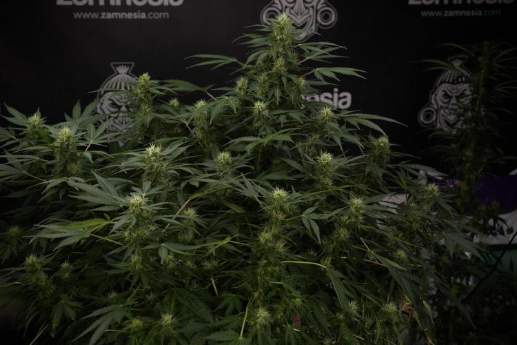 GMO Cookies Served with extra curiosity. Week 9 - GMO Cookies 