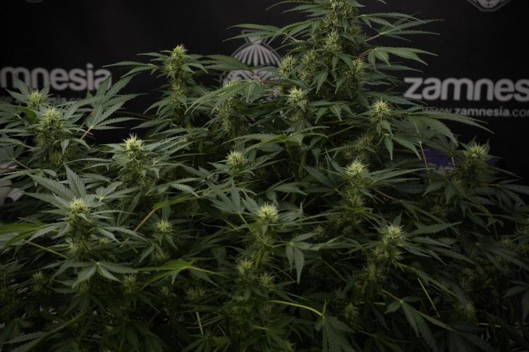 GMO Cookies Served with extra curiosity. Week 9 - GMO Cookies 