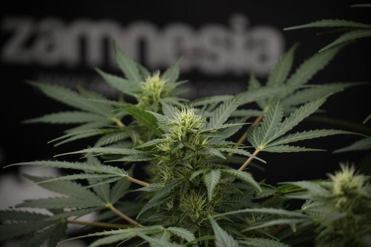 GMO Cookies Served with extra curiosity. Week 9 - GMO Cookies 