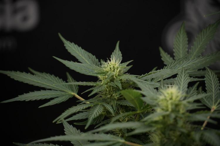 GMO Cookies Served with extra curiosity. Week 9 - GMO Cookies 