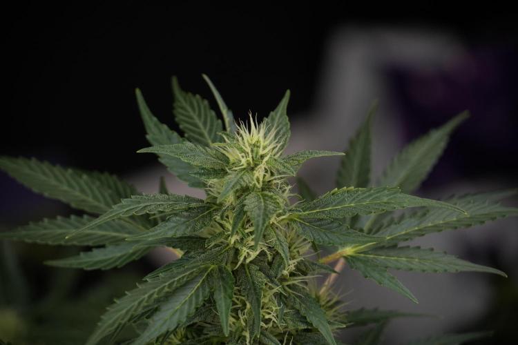 GMO Cookies Served with extra curiosity. Week 9 - GMO Cookies 