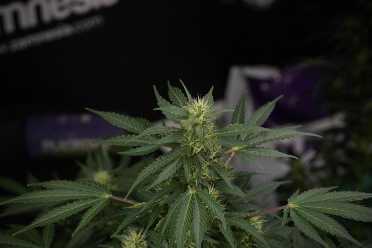 GMO Cookies Served with extra curiosity. Week 9 - GMO Cookies 