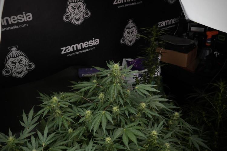 GMO Cookies Served with extra curiosity. Week 9 - GMO Cookies 