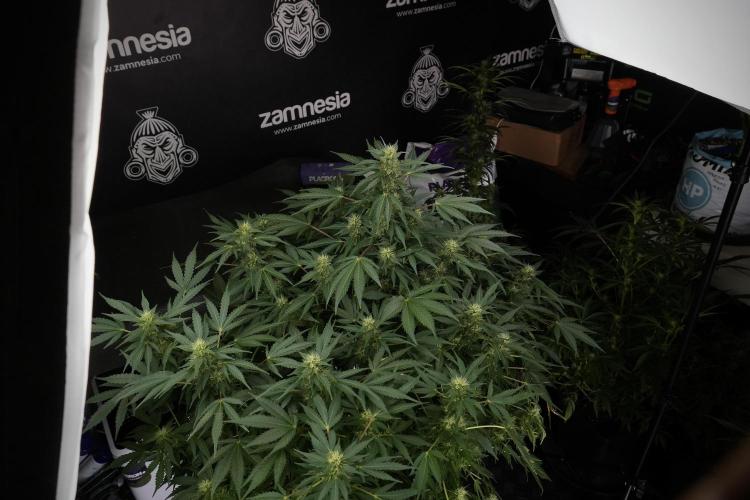 GMO Cookies Served with extra curiosity. Week 9 - GMO Cookies 