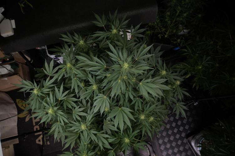 GMO Cookies Served with extra curiosity. Week 9 - GMO Cookies 