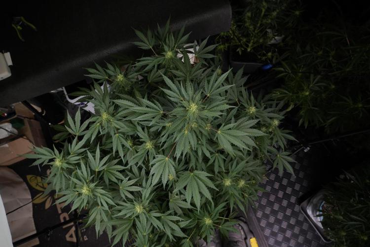 GMO Cookies Served with extra curiosity. Week 9 - GMO Cookies 