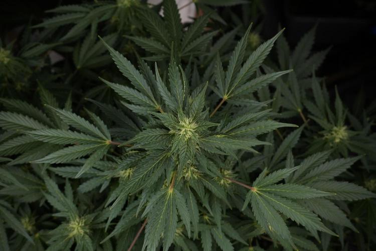 GMO Cookies Served with extra curiosity. Week 9 - GMO Cookies 
