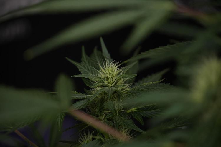 GMO Cookies Served with extra curiosity. Week 9 - GMO Cookies 