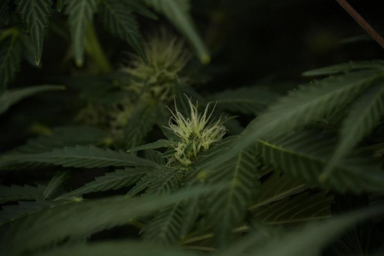 GMO Cookies Served with extra curiosity. Week 9 - GMO Cookies 