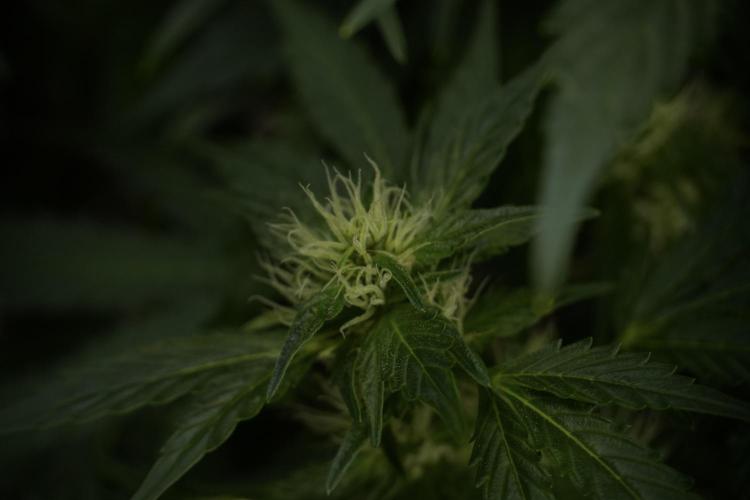 GMO Cookies Served with extra curiosity. Week 9 - GMO Cookies 