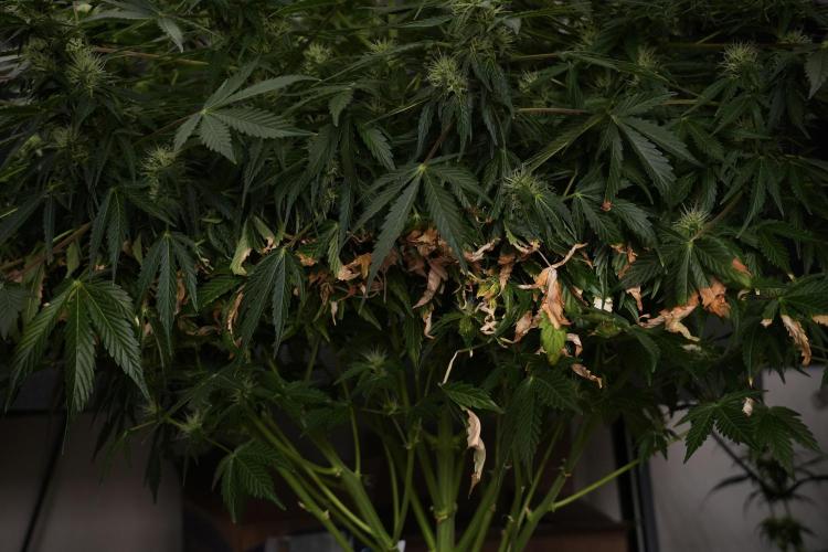 GMO Cookies Served with extra curiosity. Week 9 - GMO Cookies  LED Burns 