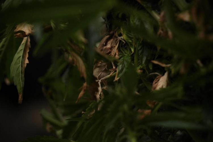 GMO Cookies Served with extra curiosity. Week 9 - GMO Cookies  LED Burns 
