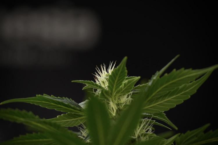 GMO Cookies Served with extra curiosity. Week 9 - GMO Cookies 