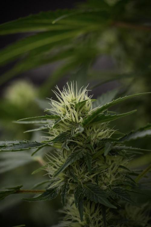 GMO Cookies Served with extra curiosity. Week 9 - GMO Cookies 