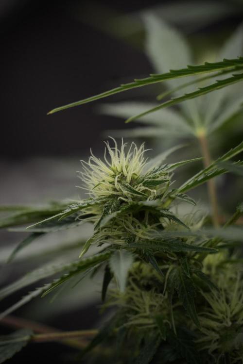 GMO Cookies Served with extra curiosity. Week 9 - GMO Cookies 