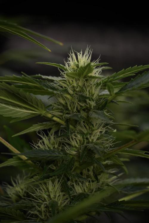 GMO Cookies Served with extra curiosity. Week 9 - GMO Cookies 