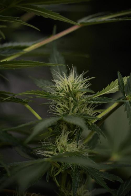 GMO Cookies Served with extra curiosity. Week 9 - GMO Cookies 