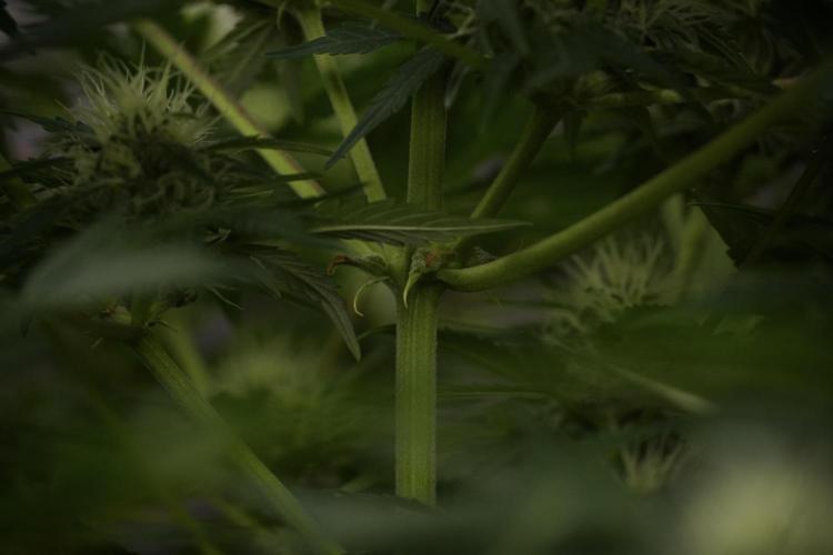 GMO Cookies Served with extra curiosity. Week 9 - GMO Cookies 