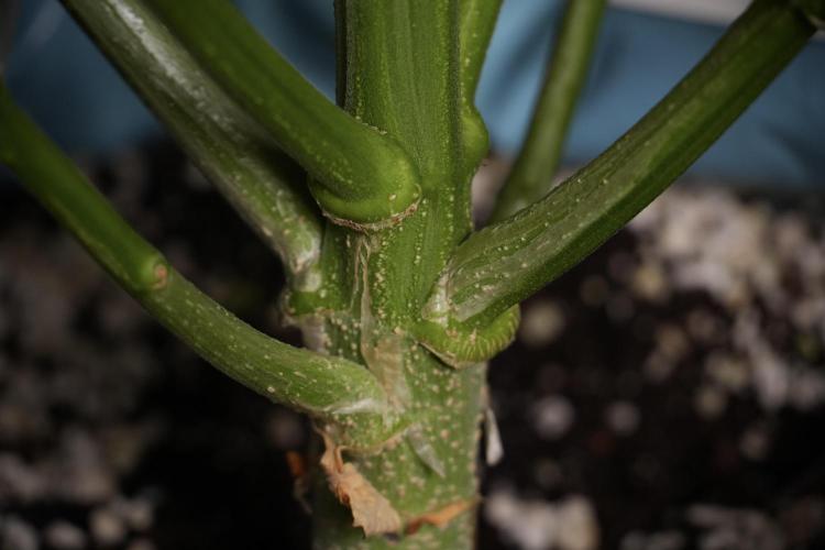 GMO Cookies Served with extra curiosity. Week 9 - GMO Cookies 