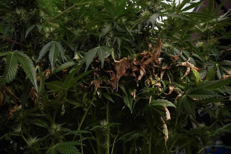 GMO Cookies Served with extra curiosity. Week 9 - GMO Cookies  LED Burns 