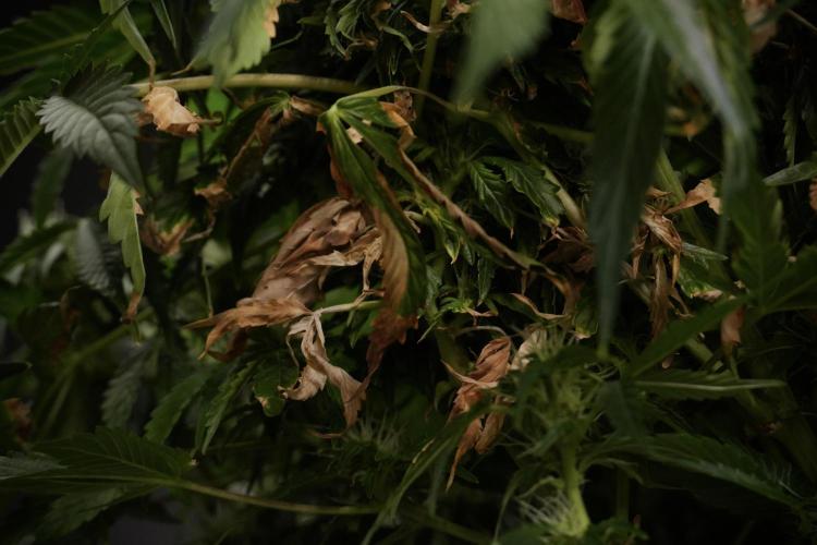 GMO Cookies Served with extra curiosity. Week 9 - GMO Cookies  LED Burns 