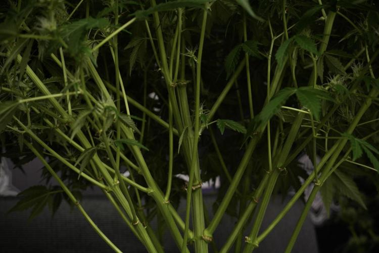 GMO Cookies Served with extra curiosity. Week 9 - GMO Cookies 