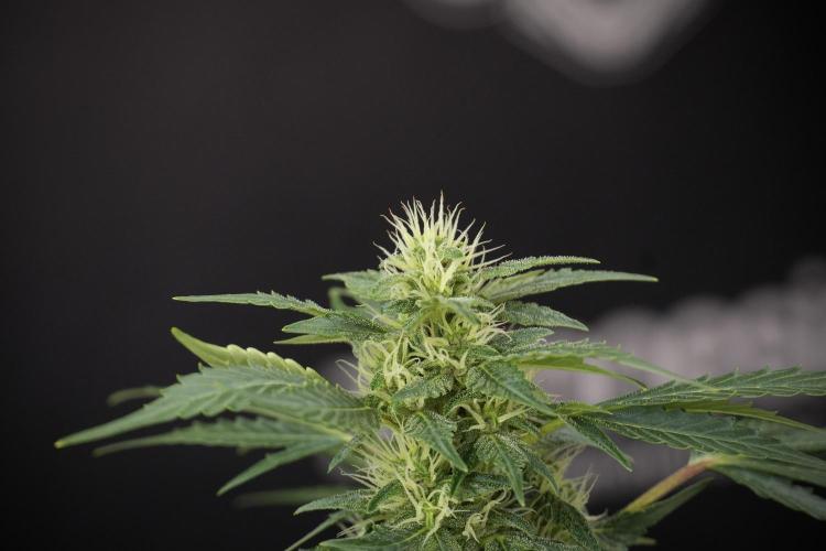 GMO Cookies Served with extra curiosity. Week 9 - GMO Cookies 