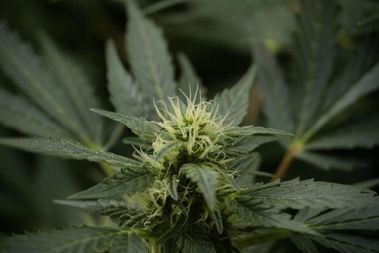 GMO Cookies Served with extra curiosity. Week 9 - GMO Cookies 