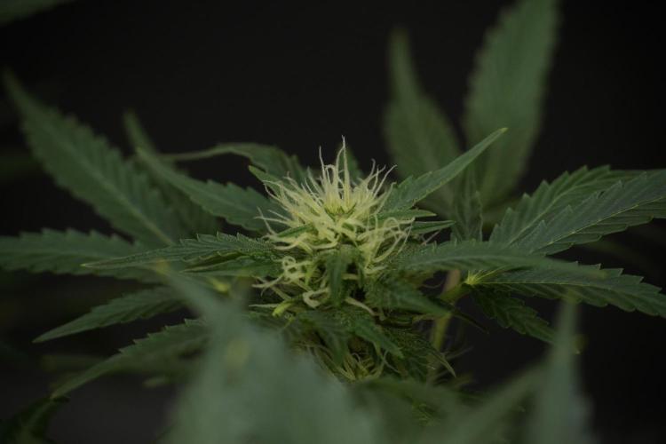 GMO Cookies Served with extra curiosity. Week 9 - GMO Cookies 