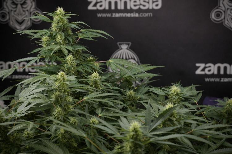 GMO Cookies Served with extra curiosity. Week 9 - GMO Cookies 