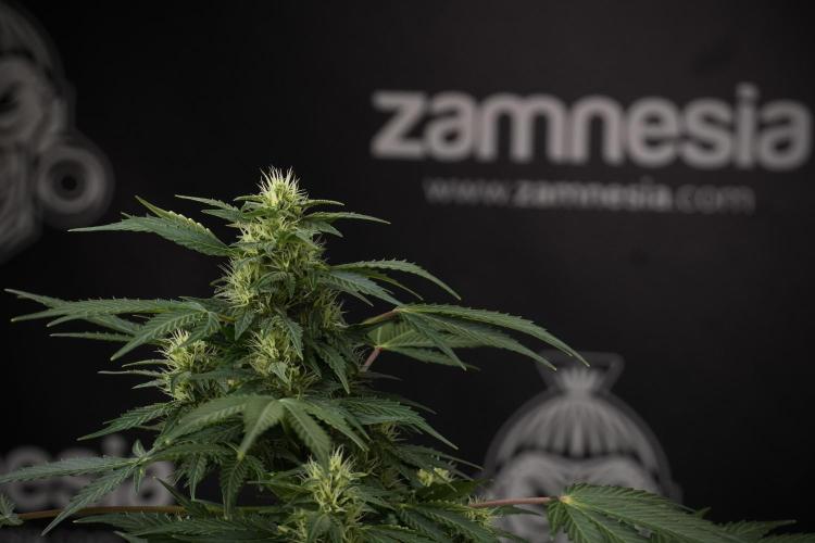 GMO Cookies Served with extra curiosity. Week 9 - GMO Cookies 