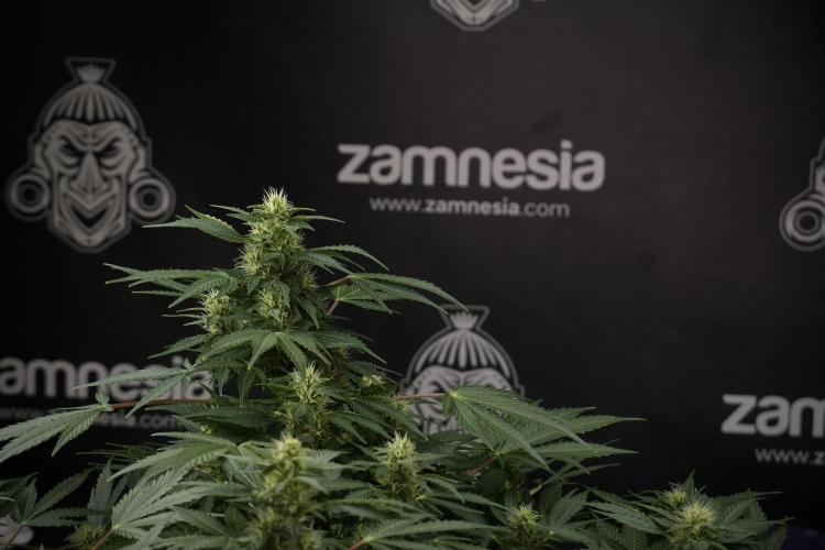 GMO Cookies Served with extra curiosity. Week 9 - GMO Cookies 