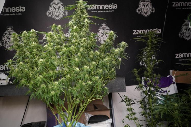 GMO Cookies Served with extra curiosity. Week 9 - GMO Cookies 