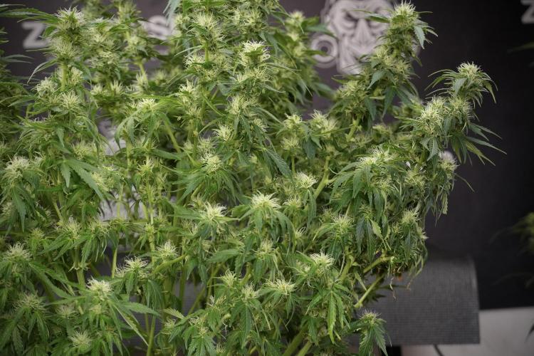 GMO Cookies Served with extra curiosity. Week 9 - GMO Cookies 