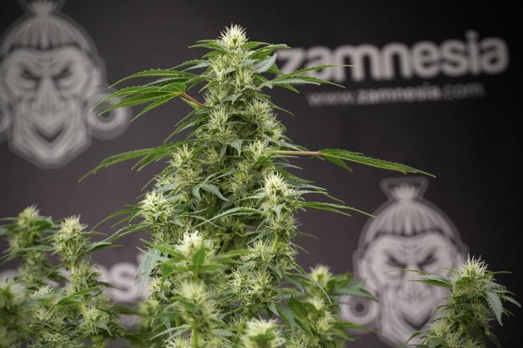 GMO Cookies Served with extra curiosity. Week 9 - GMO Cookies 