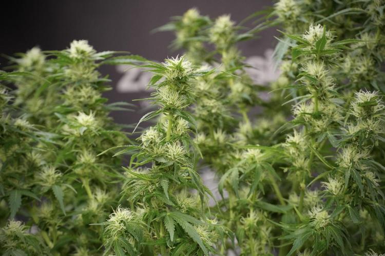 GMO Cookies Served with extra curiosity. Week 9 - GMO Cookies 
