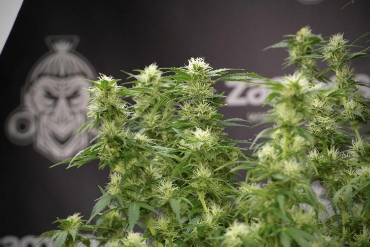 GMO Cookies Served with extra curiosity. Week 9 - GMO Cookies 