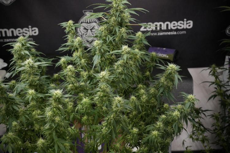 GMO Cookies Served with extra curiosity. Week 9 - GMO Cookies 