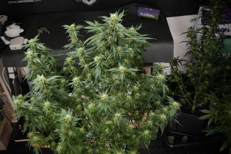 GMO Cookies Served with extra curiosity. Week 9 - GMO Cookies 