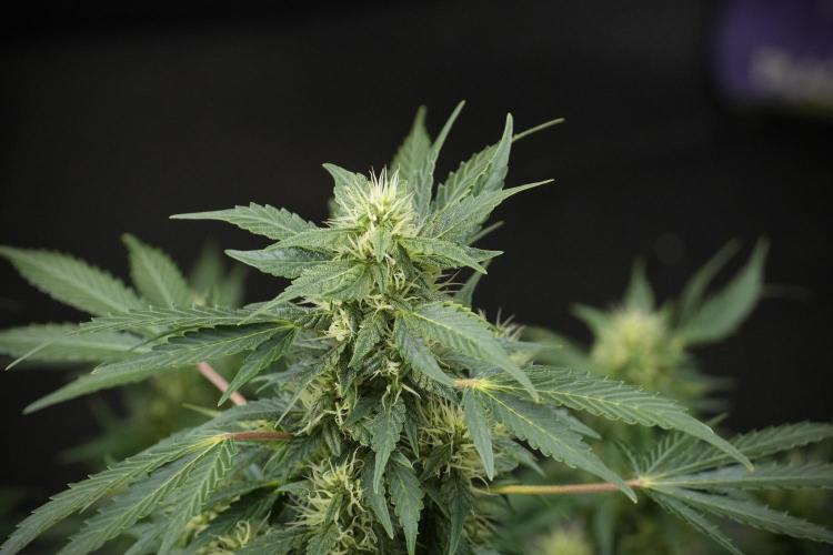 GMO Cookies Served with extra curiosity. Week 9 - GMO Cookies 