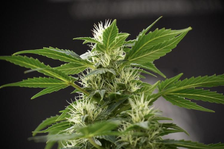 GMO Cookies Served with extra curiosity. Week 9 - GMO Cookies 