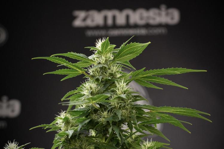 GMO Cookies Served with extra curiosity. Week 9 - GMO Cookies 