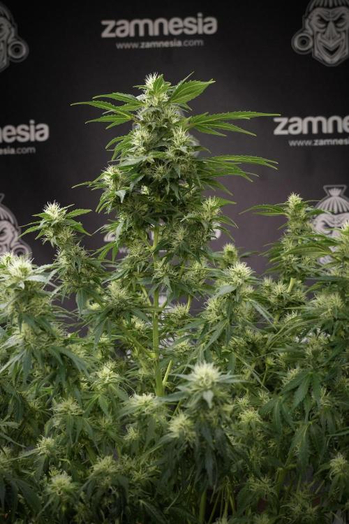 GMO Cookies Served with extra curiosity. Week 9 - GMO Cookies 
