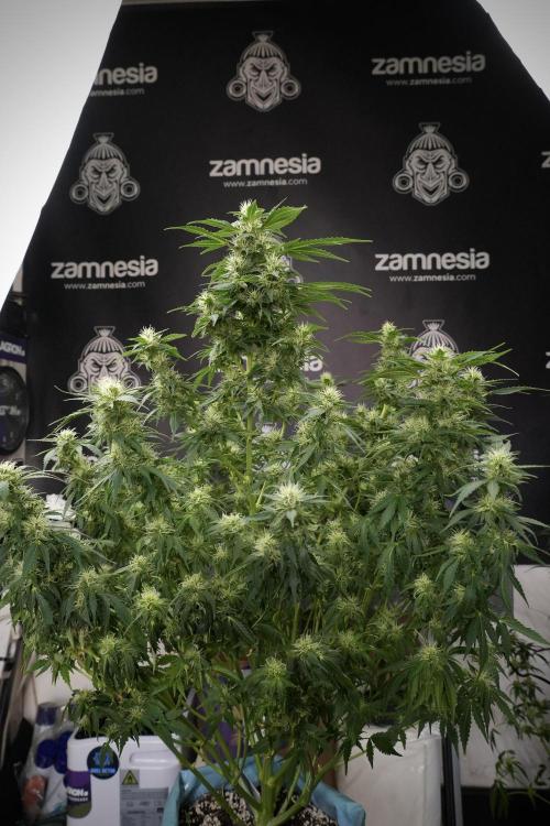GMO Cookies Served with extra curiosity. Week 9 - GMO Cookies 