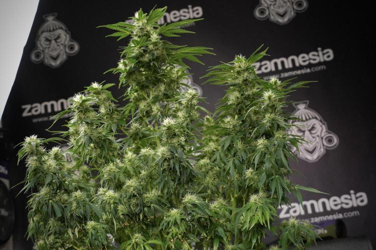 GMO Cookies Served with extra curiosity. Week 9 - GMO Cookies 