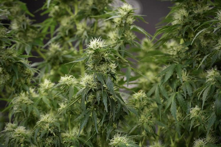 GMO Cookies Served with extra curiosity. Week 9 - GMO Cookies 