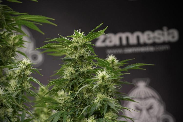 GMO Cookies Served with extra curiosity. Week 9 - GMO Cookies 