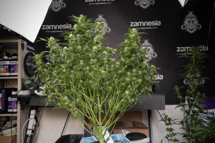 GMO Cookies Served with extra curiosity. Week 9 - GMO Cookies 