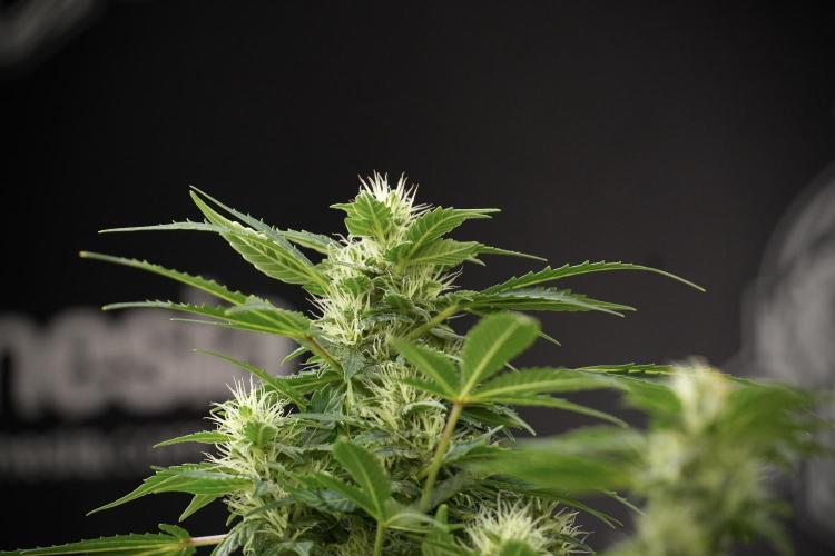 GMO Cookies Served with extra curiosity. Week 9 - GMO Cookies 